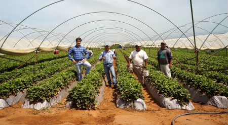 Driscoll's berry growers